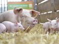 Bio-Schweine © BIO AUSTRIA