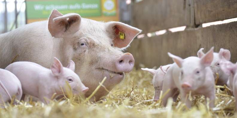 Bio-Schweine © BIO AUSTRIA