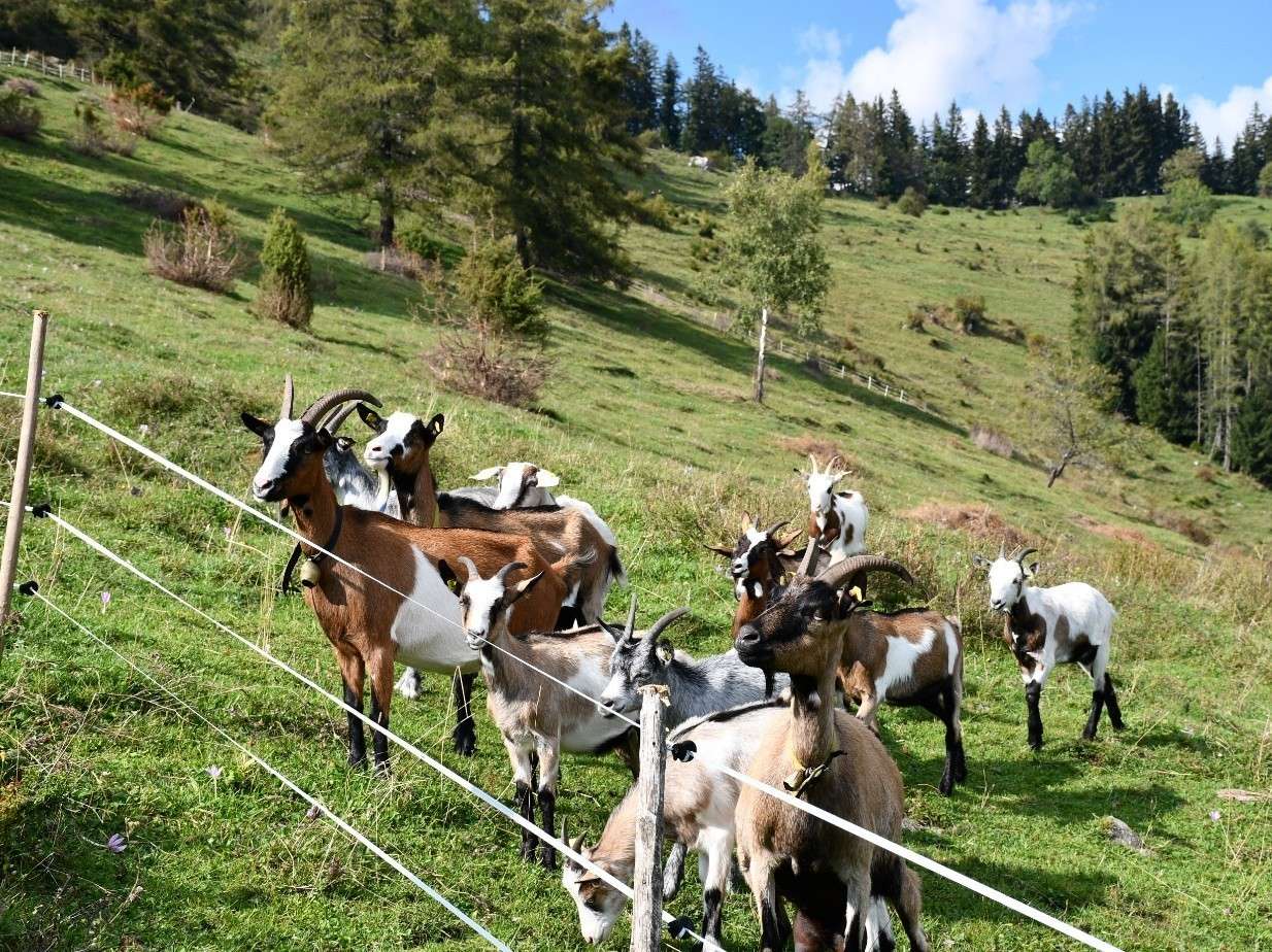Man sollte nicht außer Acht lassen, dass neben Rindern auch Schafe, Ziegen und Pferde unser Grünland pflegen © GRABNER