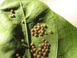 10 Blattlausmumien nach Behandlung mit Schlupfwespen_Copyright_biohelp.at.jpg © biohelp.at