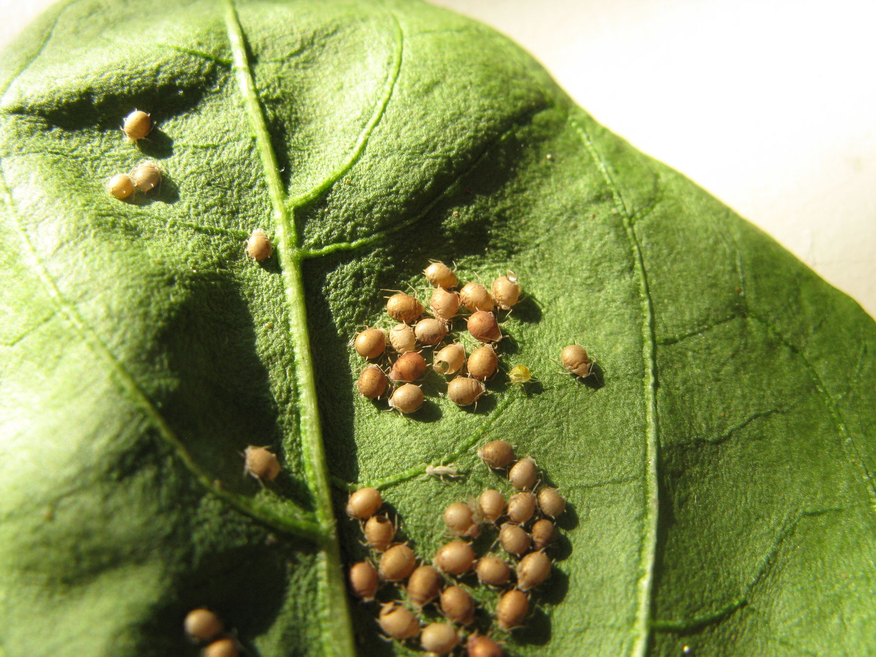 10 Blattlausmumien nach Behandlung mit Schlupfwespen_Copyright_biohelp.at.jpg © biohelp.at