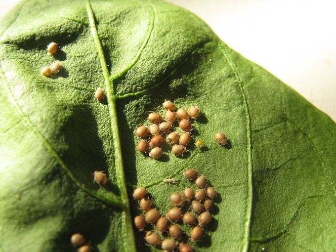10 Blattlausmumien nach Behandlung mit Schlupfwespen_Copyright_biohelp.at.jpg © biohelp.at
