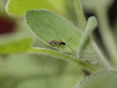 10 Aphidius colemani Adultes Tier_Copyright_biohelp.at © biohelp.at