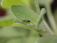 10 Aphidius colemani Adultes Tier_Copyright_biohelp.at © biohelp.at