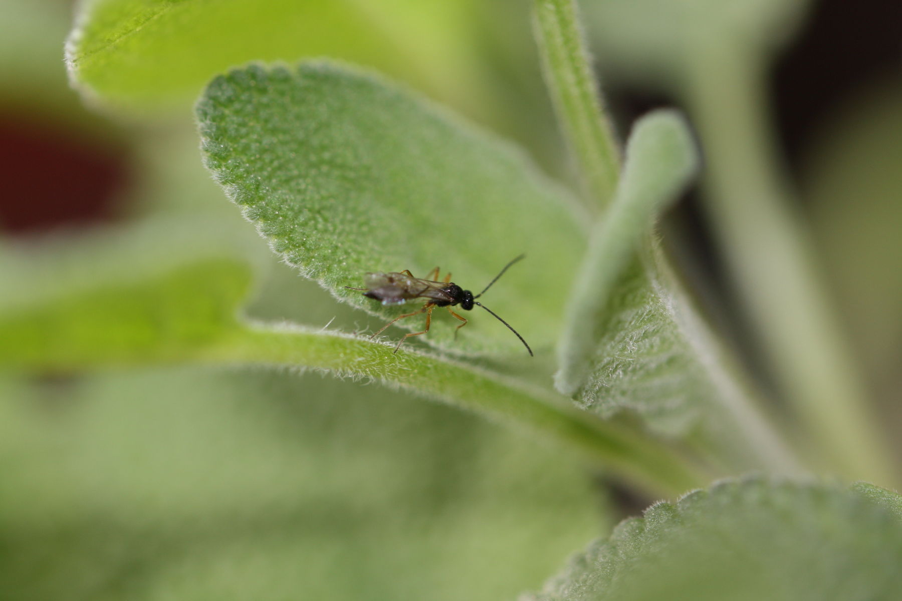 10 Aphidius colemani Adultes Tier_Copyright_biohelp.at.jpg © biohelp.at