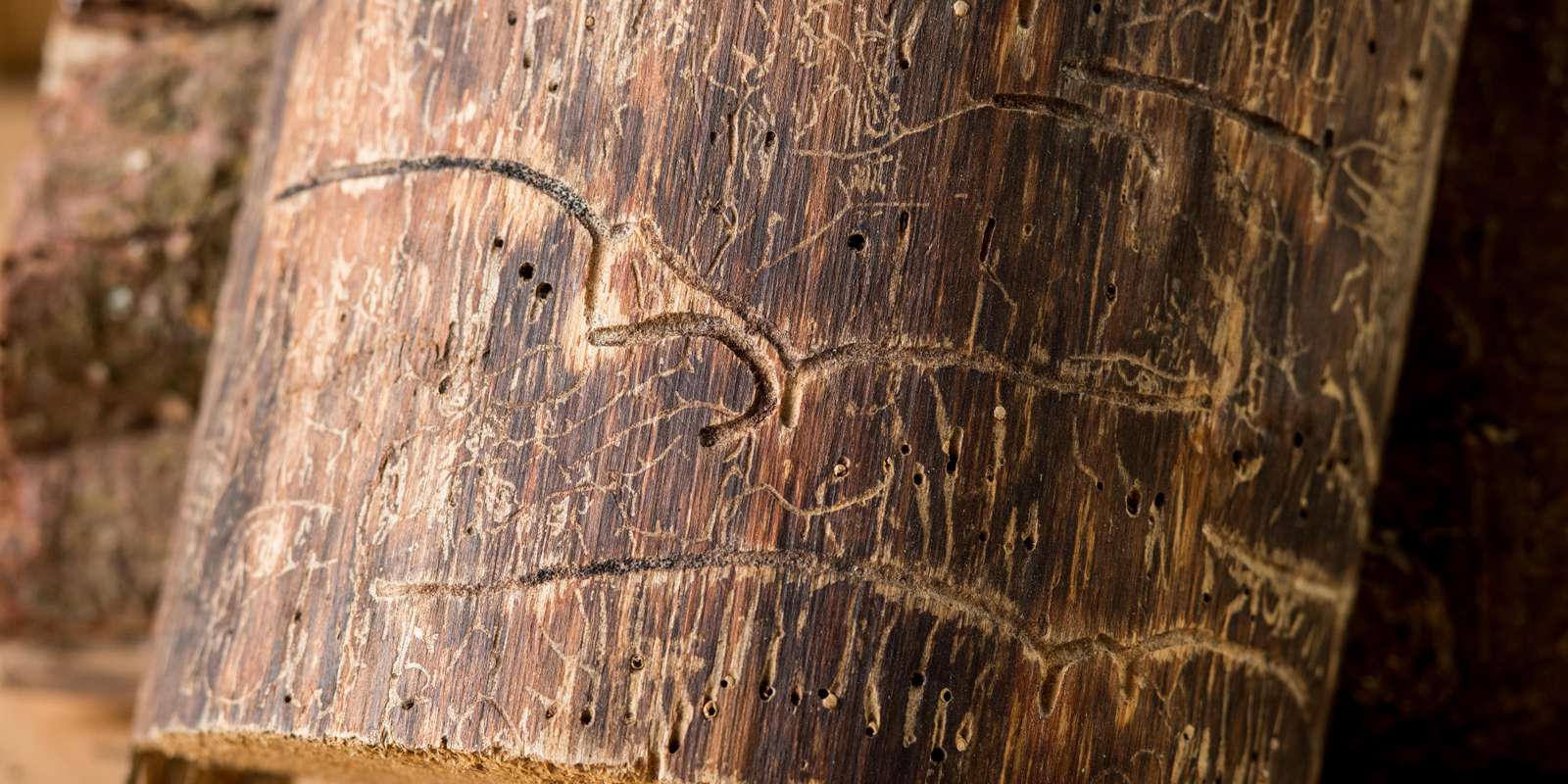 lwf_waldschutz_waldkiefer_kleiner_waldgaertner.jpg © Tobias Hase, StMELF