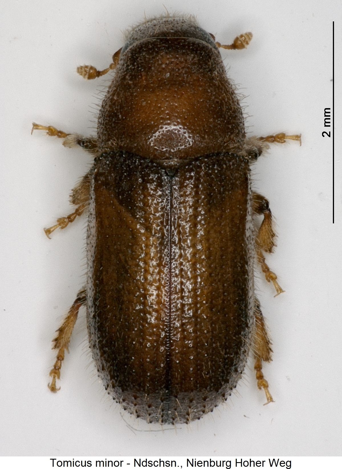 tomicus_minor_hab.jpg © Käfer Europas, Arve Lompe