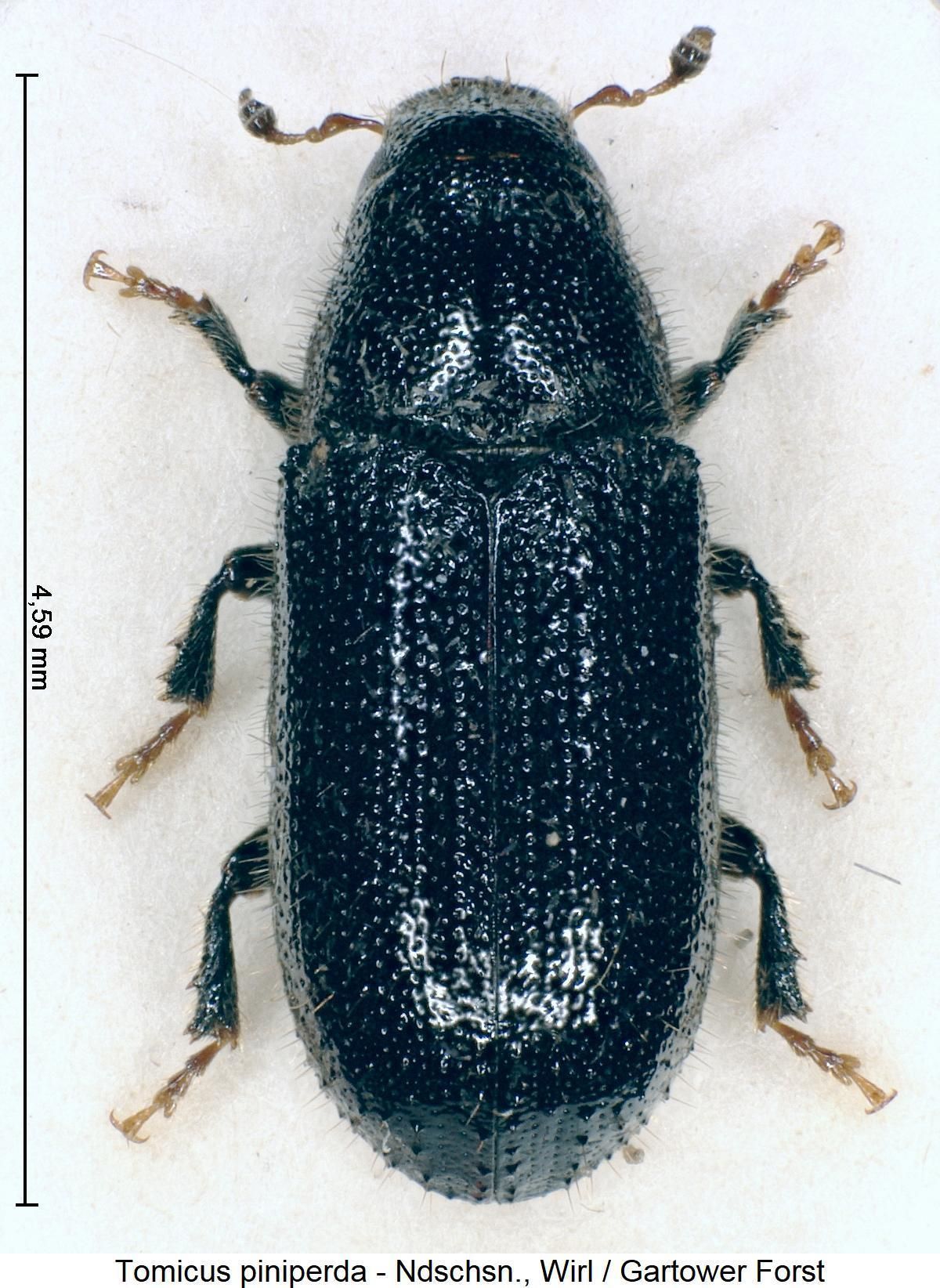 tomicus_piniperda_hab.jpg © Käfer Europas, Arve Lompe