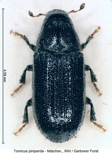 tomicus_piniperda_hab.jpg © Käfer Europas, Arve Lompe