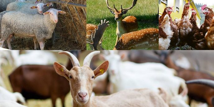 Collage_Tiere © LK Niederösterreich, Gerald Lechner, Bundesverband der österreichischen Wildtierhalter