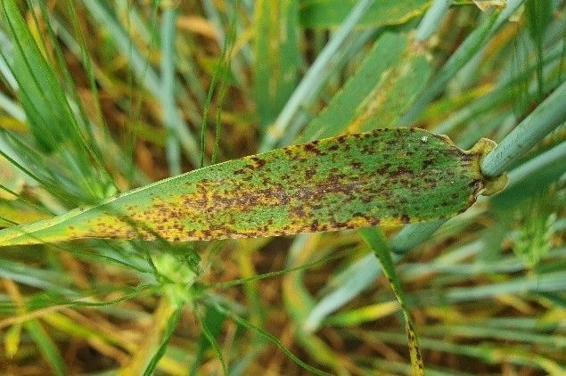 Ramularia-Sprenkelkrankheit.jpg © LK NÖ