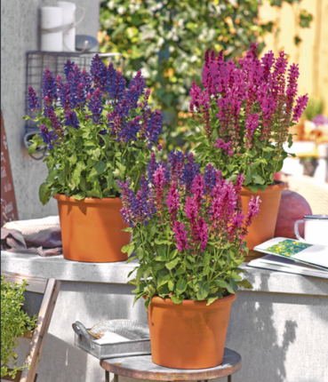 Pflanze des Jahres Ziersalbei.jpg © Blumenmarketing Austria