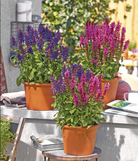 Pflanze des Jahres Ziersalbei.jpg © Blumenmarketing Austria