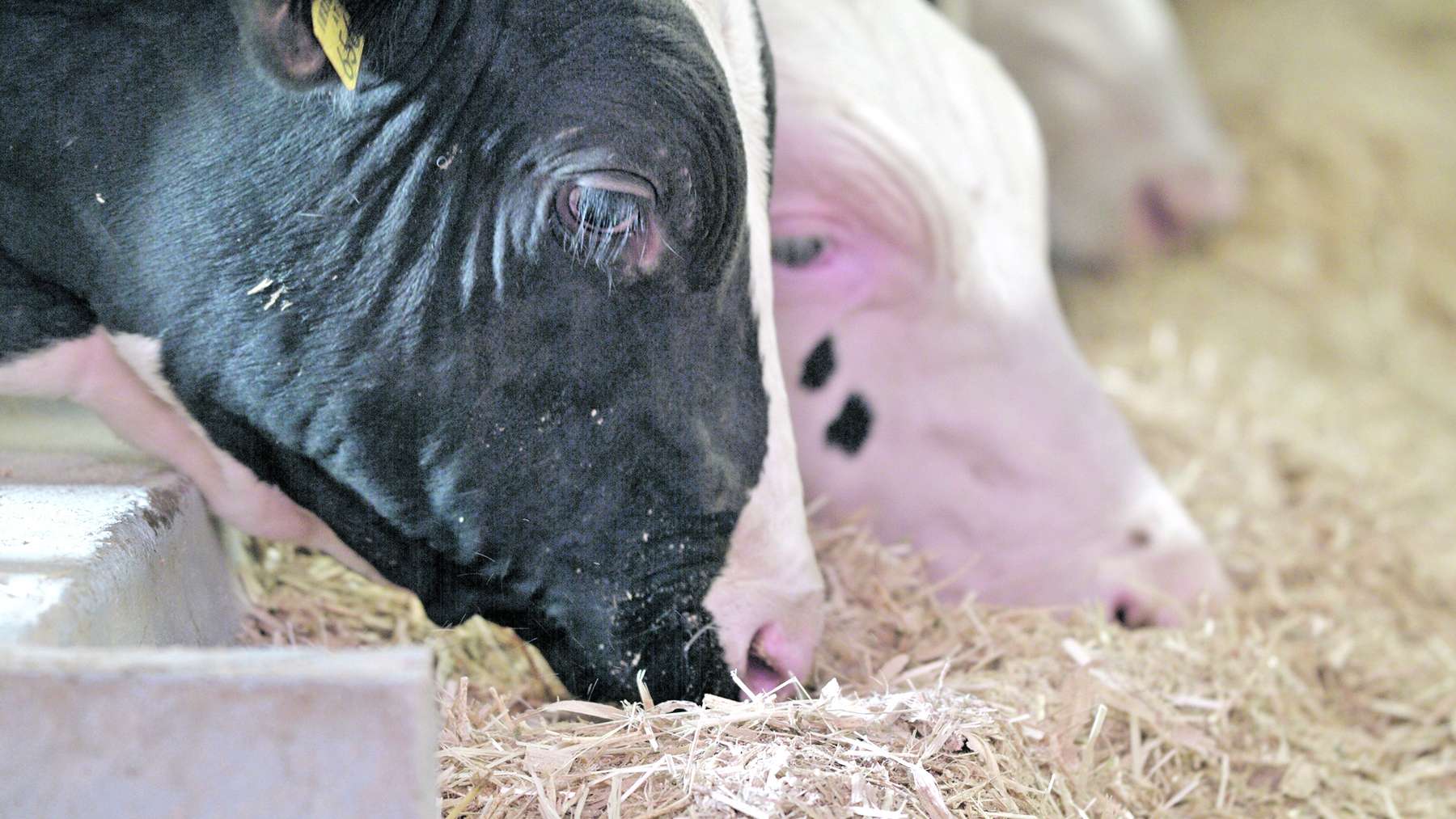 Kalb rose am Betrieb Knollmayr.jpg © intermedia/LFI Österreich