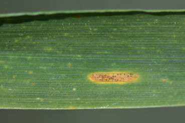 S.tritici.jpg © LK OÖ/Köppl