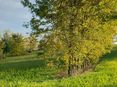 Agroforst © BWSB/Wallner