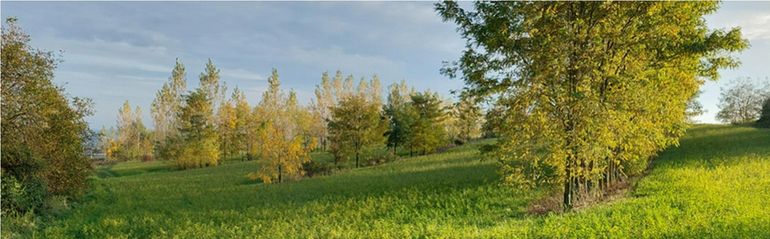 Agroforst.jpg © BWSB/Wallner