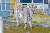 Mit Galloways und neuem Stall in die Zukunft.jpg © Hatheier