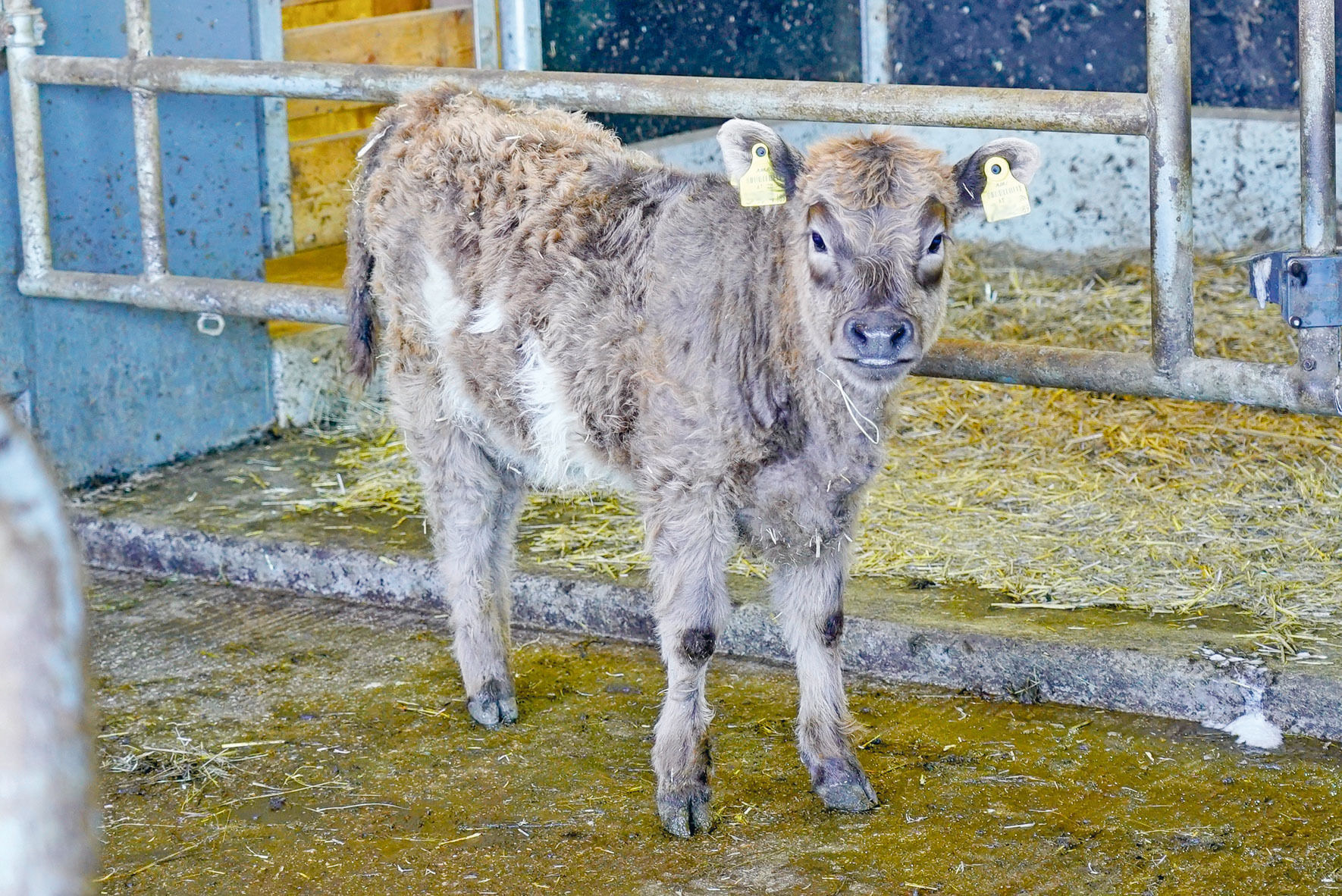 Mit Galloways und neuem Stall in die Zukunft.jpg © Hatheier