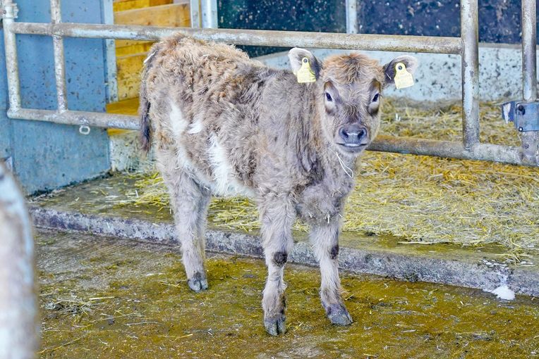 Mit Galloways und neuem Stall in die Zukunft.jpg © Hatheier