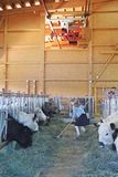 Mit Galloways und neuem Stall in die Zukunft.jpg © Hatheier
