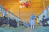 Mit Galloways und neuem Stall in die Zukunft.jpg © Hatheier