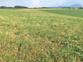 Übers Feld © Dürnberger
