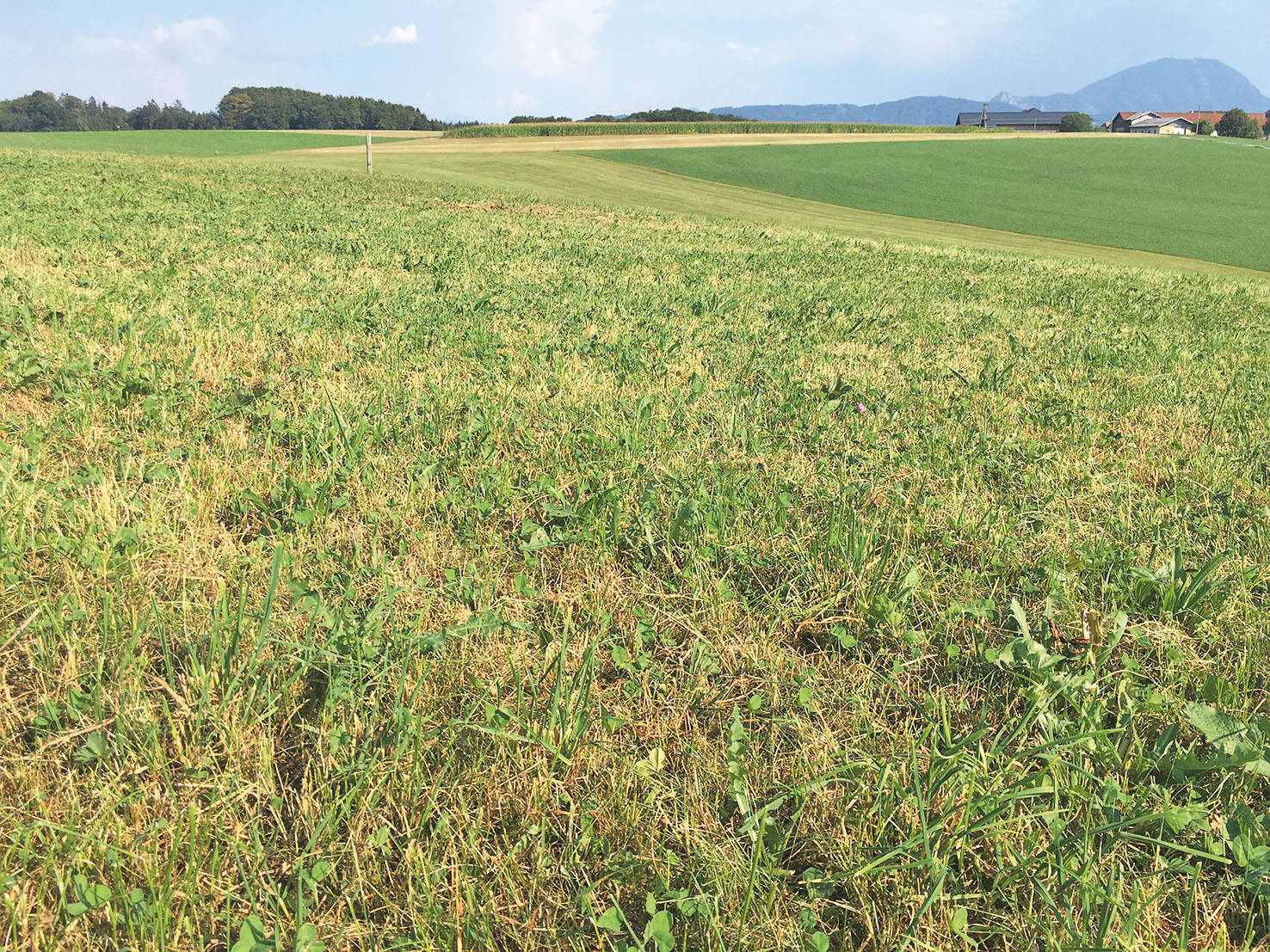 Übers Feld.jpg © Dürnberger