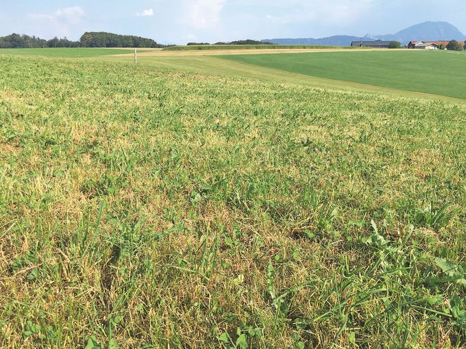 Übers Feld.jpg © Dürnberger