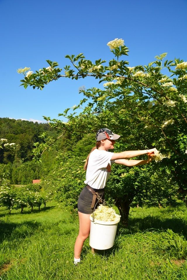 Holunderblütenernte.jpg © LK Steiermark