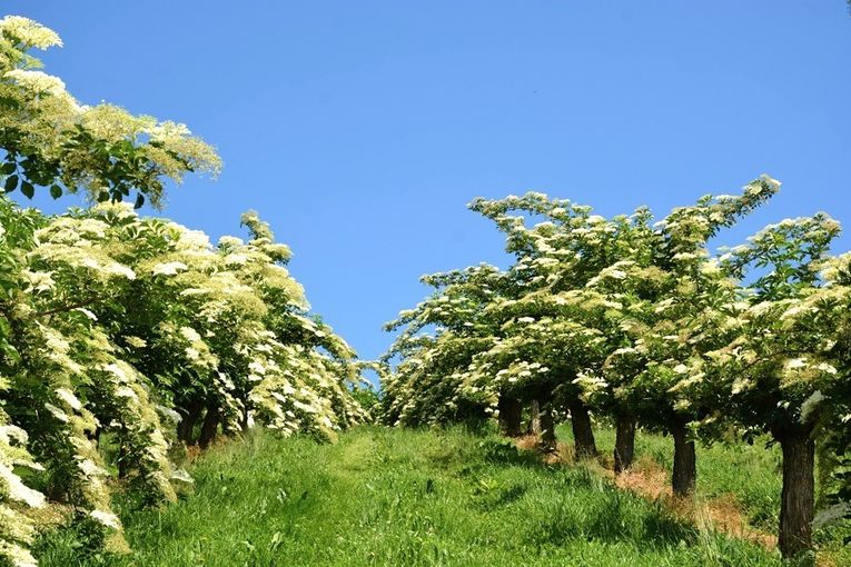 Holunderanlage.jpg © LK Steiermark