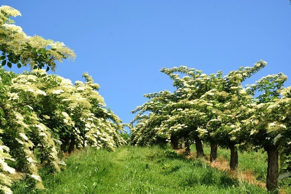 Holunderanlage.jpg © LK Steiermark