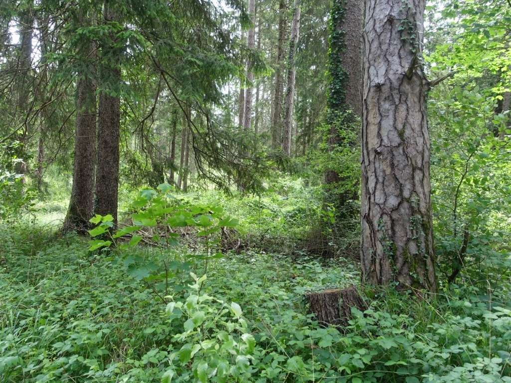 Wald ©LK Vbg (Mittel).jpg © LK Vbg