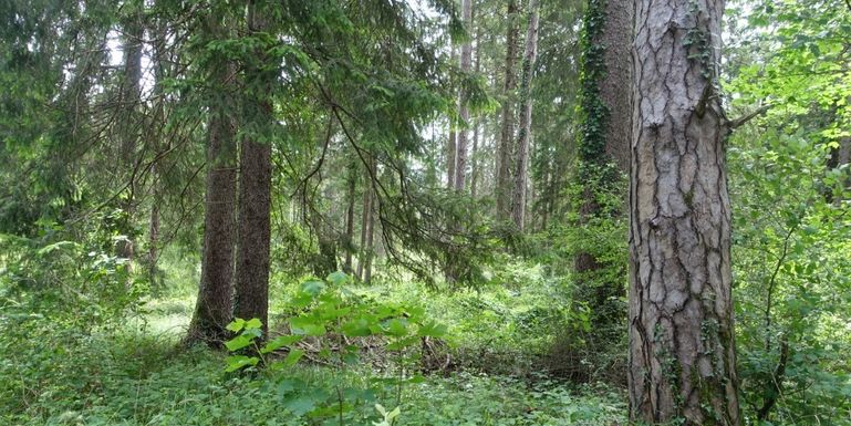Wald ©LK Vbg (Mittel) © LK Vbg