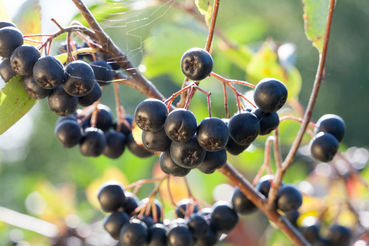 Aroniabeeren.jpg © LK Steiermark