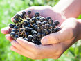 Aronia geerntet © LK Steiermark