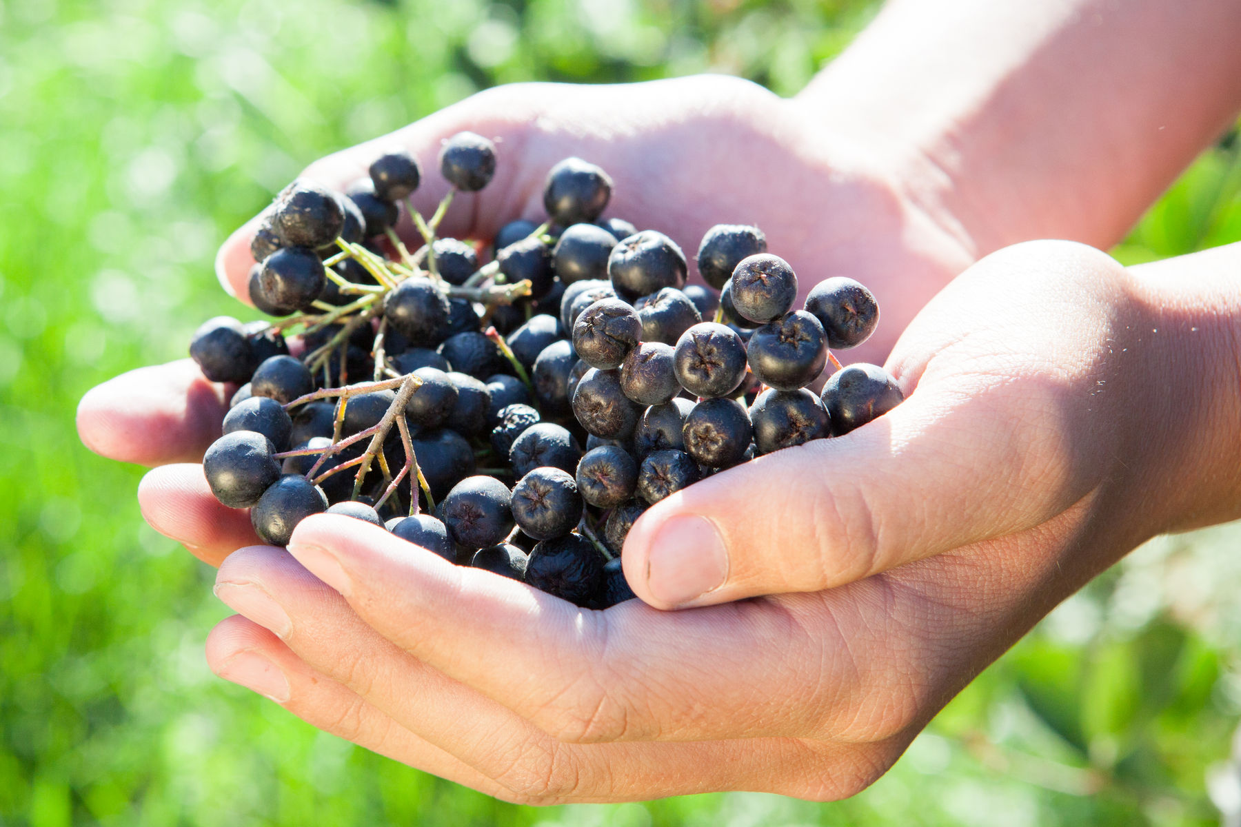 Aronia geerntet.jpg © LK Steiermark