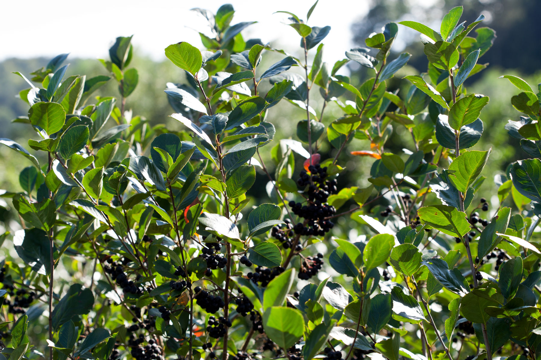 Aroniastrauch.jpg © LK Steiermark