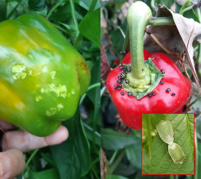Reiswanze_Paprika.png © R. Fuchs/LK Steiermark