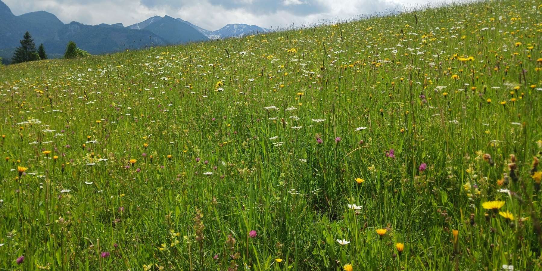 blühende Grünlandfläche.jpg © LK OÖ/Mandl