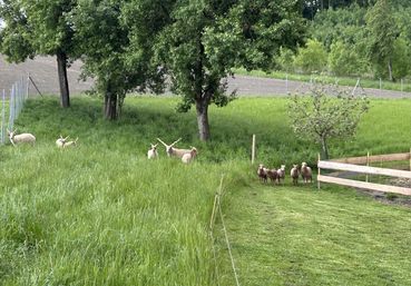 Am Krengruber Hof wird die hochgefährdete Rasse der Zackelschafe gezüchtet und erhalten. (c) Heftberger.jpg © Heftberger