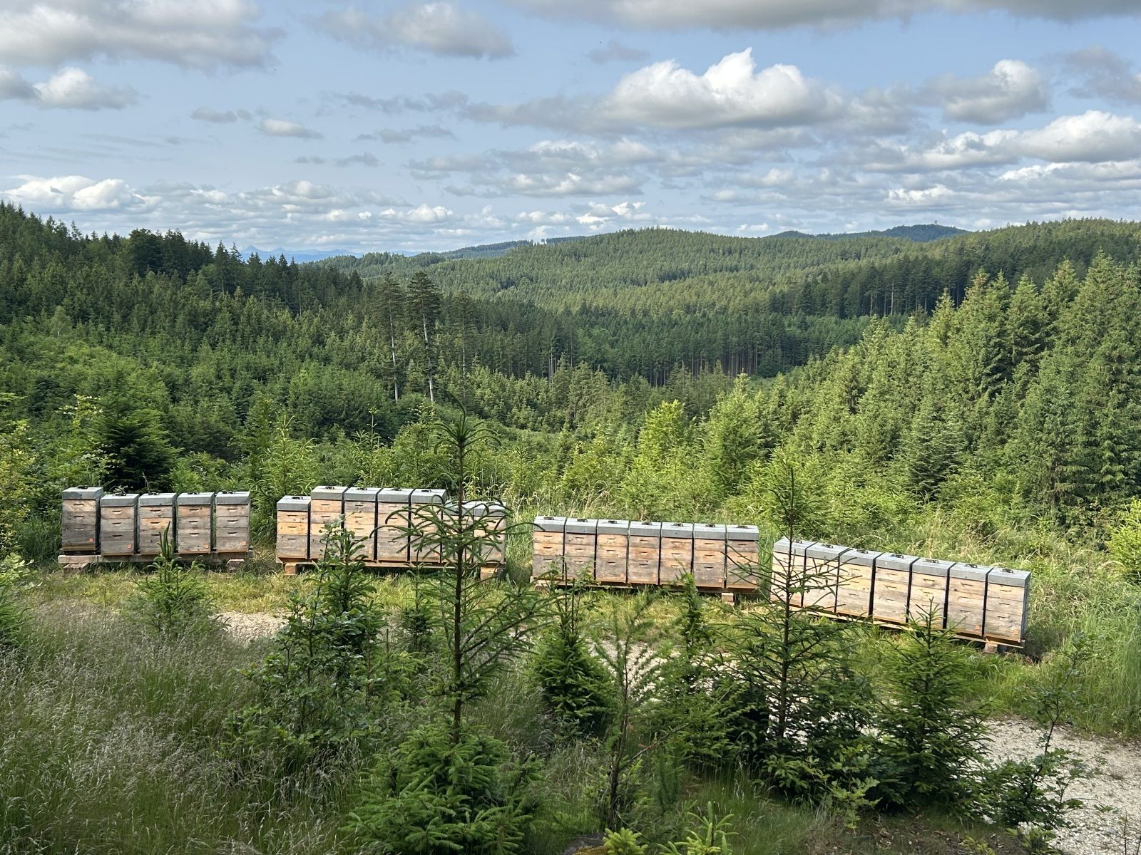 Wandervölker der Bio‑Imkerei Heftberger im Hausruckwald. (c) Heftberger.jpg © Heftberger