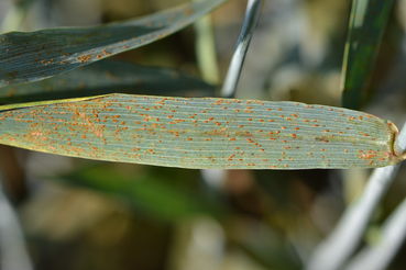 WW-Braunrost (2).jpg © LK OÖ/Köppl