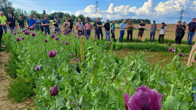 Feldbegehung zu Mohn und Kümmel gemeinsam mit der Saatbau Linz, 19. Mai 2026