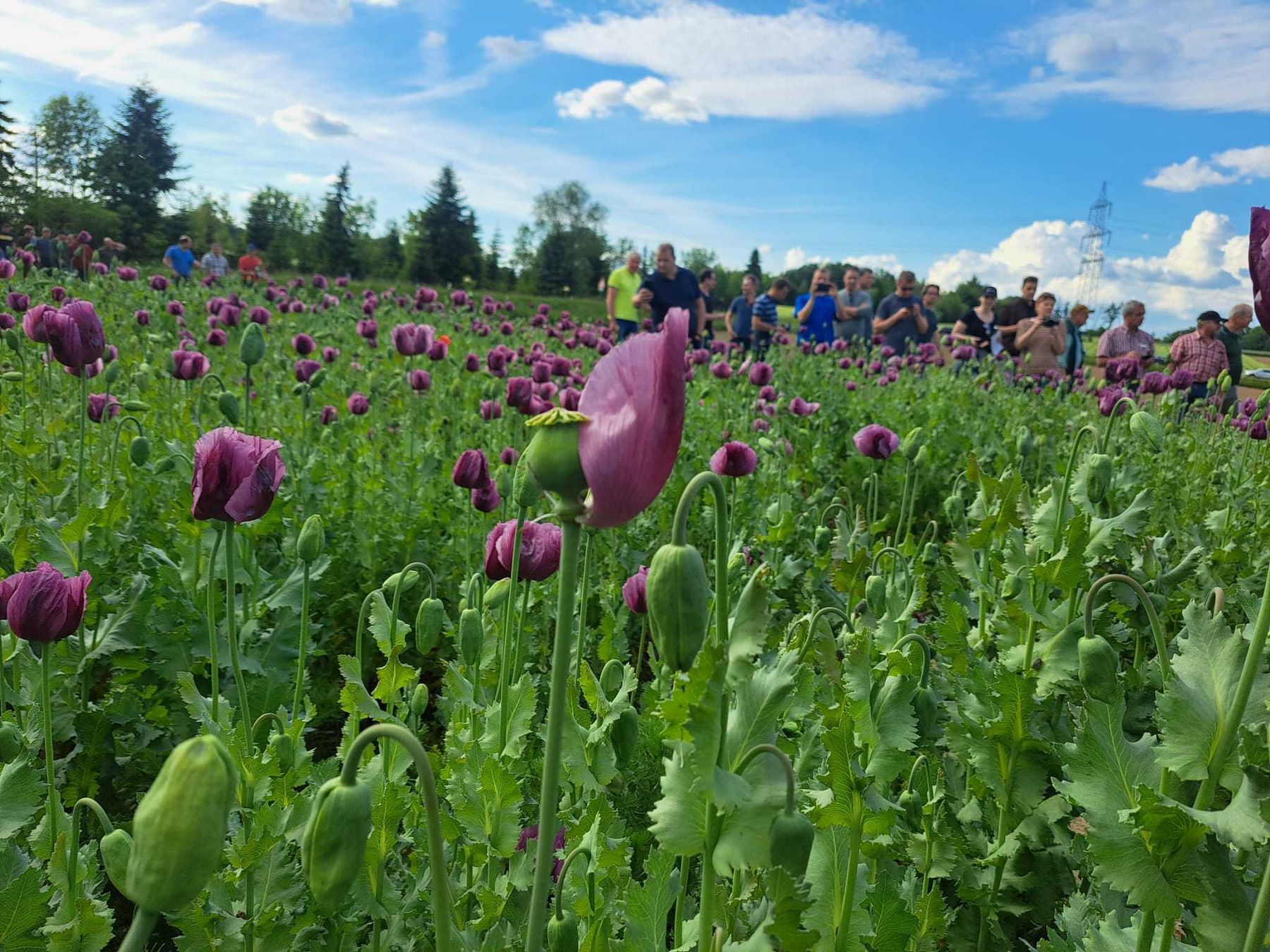 Feldbegehung zu Mohn und Kümmel gemeinsam mit der Saatbau Linz am Betrieb von Christian Keimelmayr in St. Florian am 19.5.2026. Vielen Dank für die spannenden Fragen und Diskussionen! © BWSB