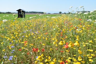 Bienenweide (5)_Bienenzentrum OÖ_klein.jpg © Bienenzentrum OÖ, Abdruck honorarfrei
