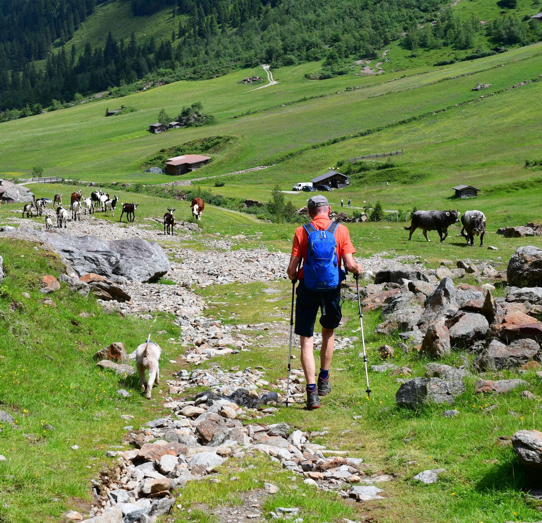 Almwanderer mit Hund@AdobeStock_475313132.jpg © stock.adobe.com