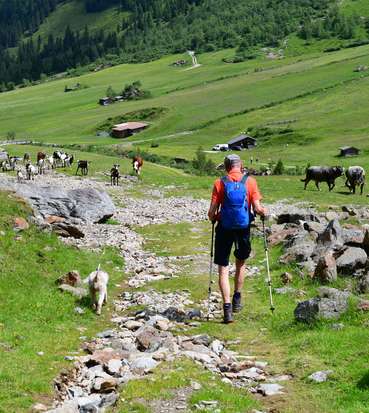 Almwanderer mit Hund@AdobeStock_475313132.jpg © stock.adobe.com