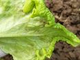 1 Blattkräuselung und abgelöste Epidermis durch Frost © LK Steiermark/Oswald