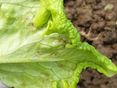 1 Blattkräuselung und abgelöste Epidermis durch Frost © LK Steiermark/Oswald